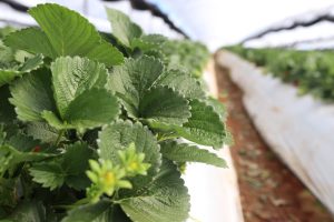 Haddak Plus, prevención eficaz contra los efectos negativos provocados por estrés abiótico