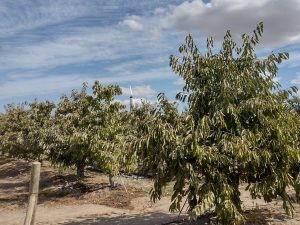 Cómo sobrellevar el estrés abiótico en frutales