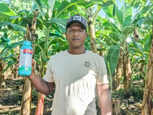 Cómo el control biológico está transformando la lucha contra la Sigatoka Negra