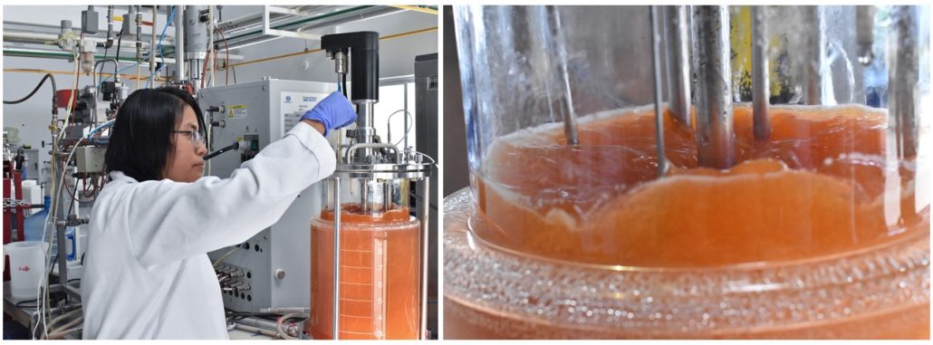 Investigadores lograron la síntesis y escalamiento de nanopartículas de selenio para uso agrícola