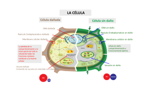 CROP+, el aliado nutricional para combatir el estrés abiótico de las plantas