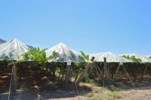 Upgrade sobre Botrytis: fungicidas y modos de acción