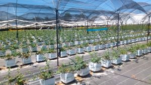 Diversificar con cultivos frutícolas de exportación y para el mercado local
