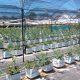Diversificar con cultivos frutícolas de exportación y para el mercado local