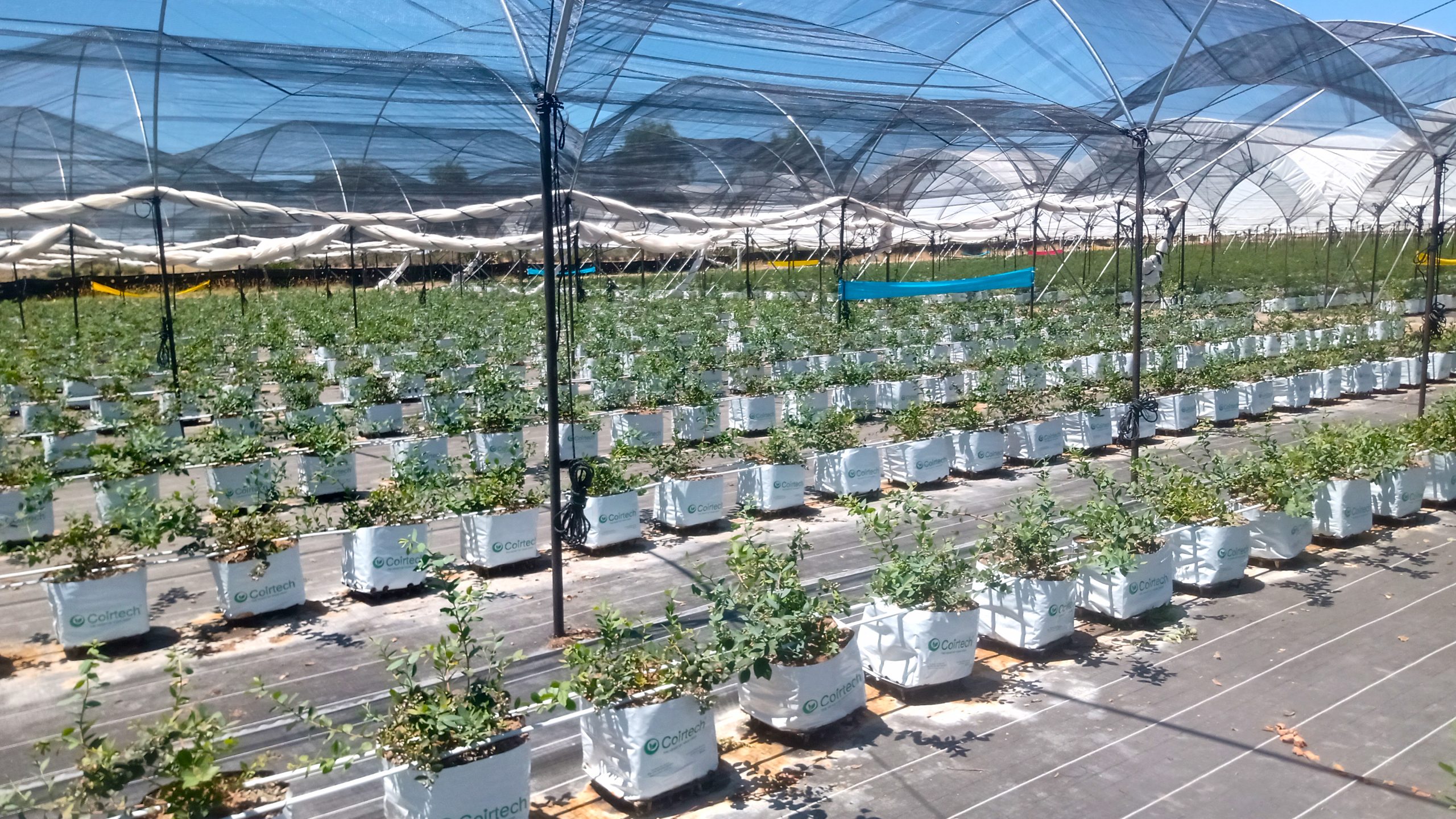 Paraguas LED de hasta 74CM de alto para cultivo de plantas, maceta de  cerámica ligera, contenedor blanco, negro, rosa y gris, bandeja con  orificio de drenaje hidropónico / Utensilios de jardinería, image size:2560x1440