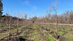 Cereceros de Ovalle ya proyectan temporada 2024/25