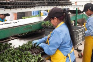 Floricultores contribuyen al cuidado ambiental con bancos de propagación