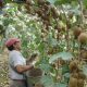 Industria chilena del kiwi se prepara para celebrar su primer ‘Kiwi Day’