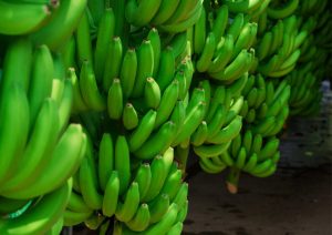Brasil y Ecuador investigarán variedades de banano resistentes al Fusarium Raza 4 Tropical