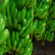 Identifican genes que mejorarían la calidad y productividad en el cultivo de plátanos y bananos