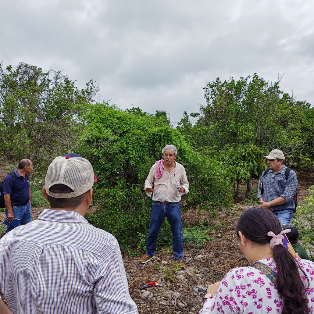 Capacitación a técnicos y productores de limón para el manejo de Huanglongbing (HLB)