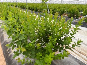 Los primeros pasos del control de gestión agrícola