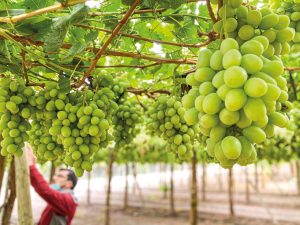 Estados Unidos da luz verde al envío de uva de mesa chilena sin fumigación con Systems Approach