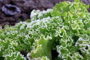 Ola de frío en el Maule pondría en riesgo los cultivos hortícolas