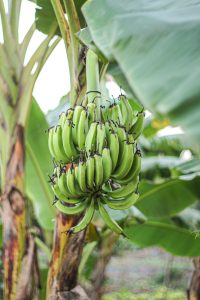 Aspectos químicos  del suelo a tener en cuenta  en un huerto de banano