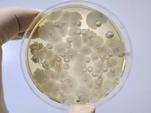 Los bioinsumos se están ganando un lugar en los programas de biostimulación y fitosanitarios