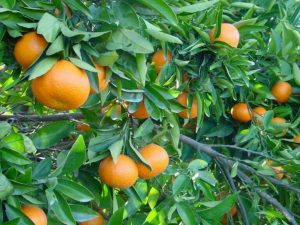 Pese a ligero aumento, campaña cítricos en Valencia sería la tercera con menos producción de este siglo