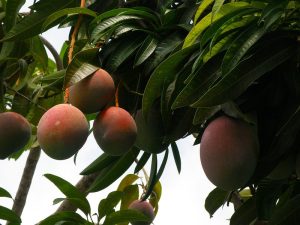 Nuevas variedades de mango apuntalan la industria en América Latina