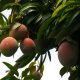Nuevas variedades de mango apuntalan la industria en América Latina