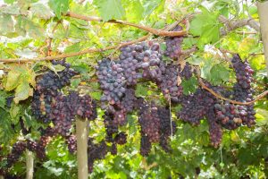 Recomendaciones para mantener y mejorar la fertilidad en la uva de mesa