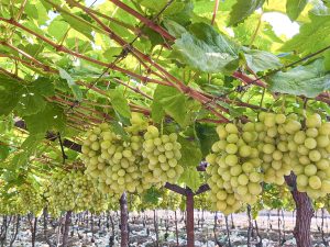 El desafío que plantean China e India para la uva peruana