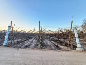 Regina contra viento y marea