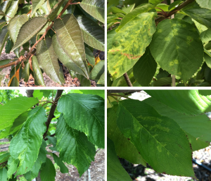 Una actualización en el manejo de la nutrición en cerezo