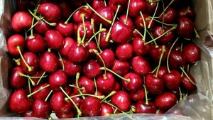 El impacto de las atmósferas controladas sobre la calidad de cerezas Regina