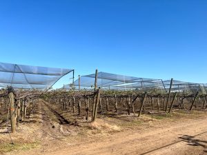 Claves para potenciar el kiwi del futuro