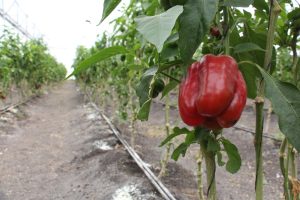 El chile morrón se abre camino hacia el mercado japonés