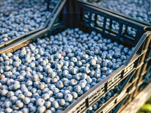 Perú superará su récord agroexportador en 2025 impulsado por arándanos, paltas y café