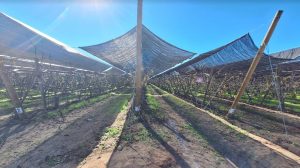 ¿Qué pasa si se producen heladas en septiembre?