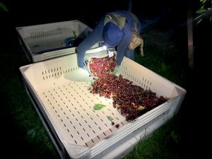 Cosecha nocturna de cerezas, más temprano que tarde