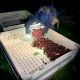 Cosecha nocturna de cerezas, más temprano que tarde