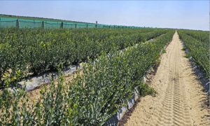 Protectores solares para los cultivos