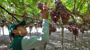 Optimizan la atención de los servicios sanitarios y fitosanitarios a nivel nacional para los agroexportadores