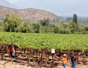 Upgrade sobre Botrytis, diferencias en variedades de uva de mesa, diagnóstico y resultados