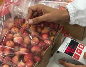 Cereza 100% desarrollada en Chile avanza hacia su registro de protección