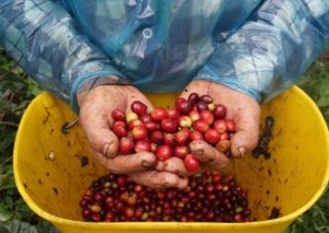 Harina de pulpa de café, una nueva alternativa alimentaria en el departamento de Antioquia