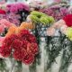 Colombia podrá exportar nuevas variedades de claveles a más de 10 países