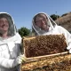 Zumbidos como mensajes: universidad norteamericana investiga el lenguaje secreto de las abejas