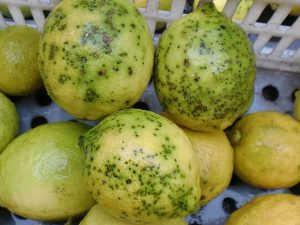 Cítricos sudafricanos en la mira: organizaciones españolas sugieren cierre de importaciones