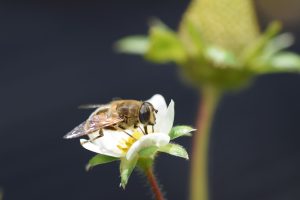 Identifican nuevos insectos polinizadores en cultivos de fresa que mejorarían su calidad