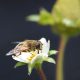 Identifican nuevos insectos polinizadores en cultivos de fresa que mejorarían su calidad