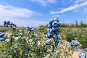 Identifican controladores biológicos en cultivo de arándanos en Olmos