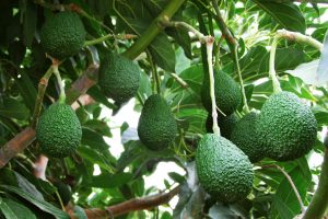 Perú exporta más de 375 mil toneladas de palta Hass al cierre de junio