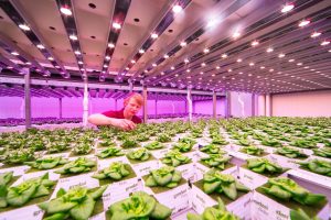 Del invernadero a la mesa: transformando  la agricultura  moderna