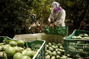 Al 2030 se proyecta una expansión global de la oferta de palta en un mercado aún en evolución