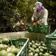 Al 2030 se proyecta una expansión global de la oferta de palta en un mercado aún en evolución