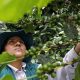 Buscan contener y eliminar la plaga Xylella fastidiosa detectada en algunos predios de café